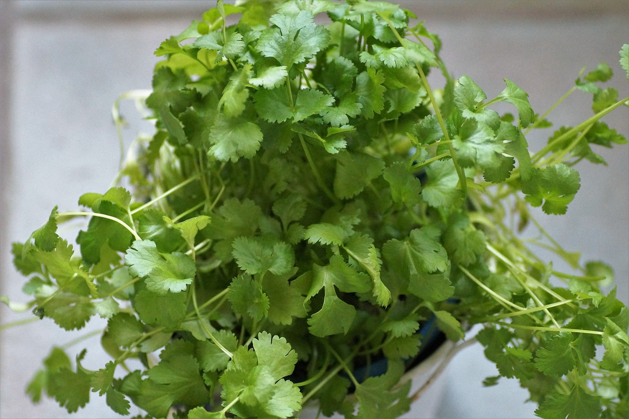 10 Delicious Ways to Use Fresh Cilantro